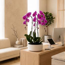 Purple Phalaenopsis Orchid Arrangement – Triple Stem Modern Centerpiece