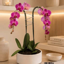Potted pink orchid with arching blooms in a white planter