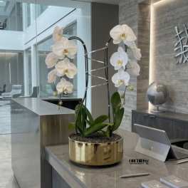White Phalaenopsis Orchid Arrangement – Double Stem Minimal Luxury