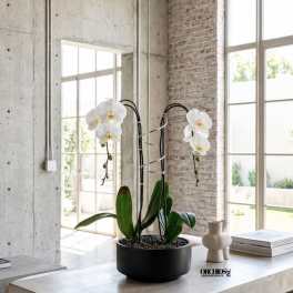 White Phalaenopsis Orchid Arrangement – Double Stem Premium Gift