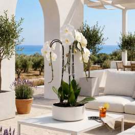 White Phalaenopsis Orchid Arrangement – Triple Stem Luxury Design
