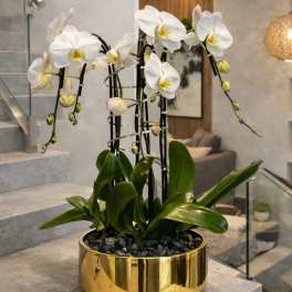 White orchids arranged in a gold planter on a staircase landing