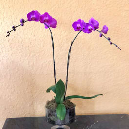 Purple orchids in a glass pedestal vase
