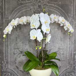 Phalaenopsis Orchid Trio