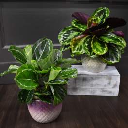 Calathea Mermaidia