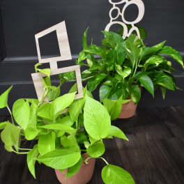 Two potted pothos plants with bright green trailing leaves