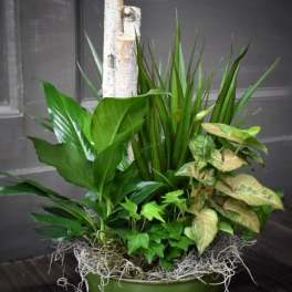 Potted arrangement of assorted green houseplants in a round green container