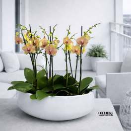 Potted orchids with yellow-pink blooms in a white bowl planter