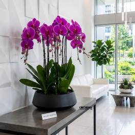 Potted purple orchids in a black planter on a table