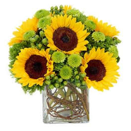 Sunflowers arranged in a clear square vase