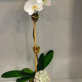 White orchid arrangement in a silver pot with a succulent accent