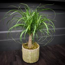 Potted ponytail palm plant in a textured ceramic planter