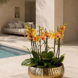 Peach Phalaenopsis Orchid Arrangement – 11 Stem Designer Arrangement
