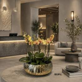 Peach Phalaenopsis Orchid Arrangement – 7 Stem Designer Arrangement
