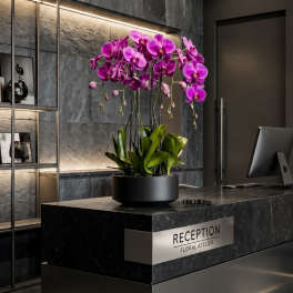 Purple Phalaenopsis Orchid – Same Day Orchid Delivery