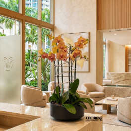 Peach Phalaenopsis Orchid Arrangement – 5 Stem Contemporary Arrangement