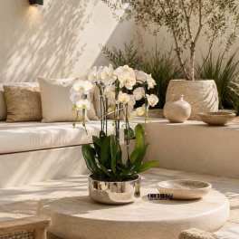 White orchids in a metallic pot on a low stone table