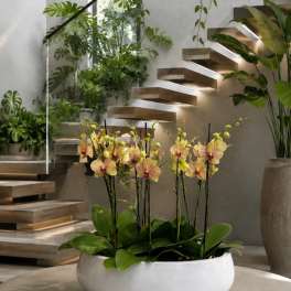 Potted orchid arrangement with yellow blooms in a white bowl planter