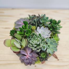 Compact succulent arrangement in a low container