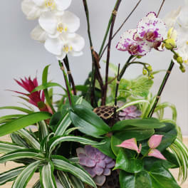 Orchid and succulent arrangement in a white container