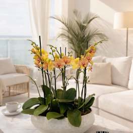 Peach Phalaenopsis Orchid Arrangement – 7 Stem Contemporary Arrangement