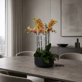 Peach Phalaenopsis Orchid Arrangement – 6 Stem Contemporary Arrangement