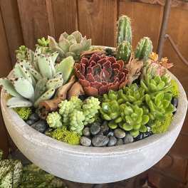 Succulent arrangement in a shallow round planter with rocks and driftwood