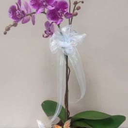 Potted purple orchid with a white ribbon and butterfly decoration