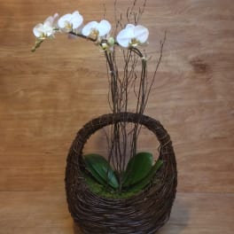 White orchid stems in a woven basket planter