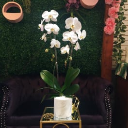 White orchid plant in a marble-look pot on a table