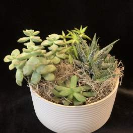 Mixed succulents arranged in a white ribbed bowl planter