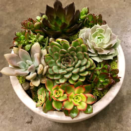 Round bowl of assorted succulents in green, white, and red-edged tones