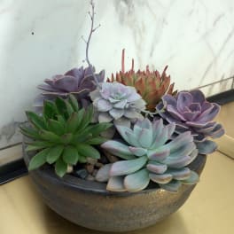 Potted arrangement of assorted succulents in a shallow bowl