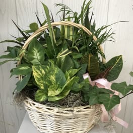 Mixed green houseplants arranged in a white wicker basket with a pink ribbon.