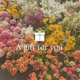 Gift Card's