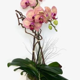 Potted pink orchid arrangement in a white container