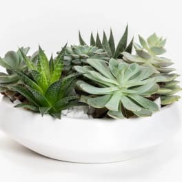 Succulent arrangement in a white oval planter