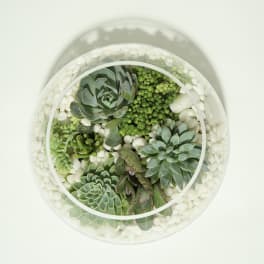 Round glass terrarium with assorted succulents and white stones