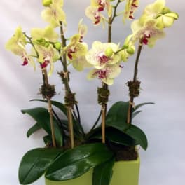 Potted orchid arrangement with pale yellow blooms in a rectangular planter