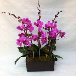 Pink orchids arranged in a black rectangular planter