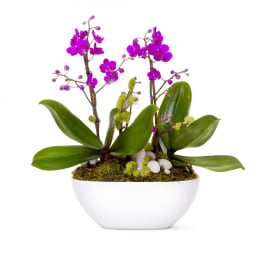 Purple orchids in a white bowl planter with moss and stones