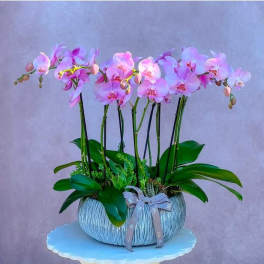 Pink orchid arrangement in a textured round planter with a ribbon