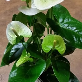 White and green anthurium arrangement in a square vase