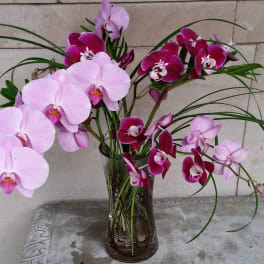Pink and magenta orchids arranged in a clear glass vase