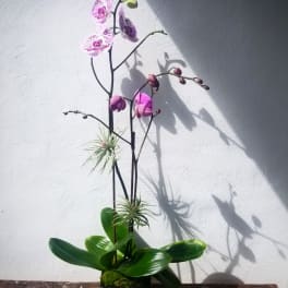 Purple orchids in a black square planter with air plants
