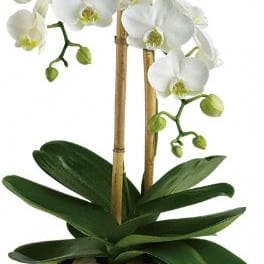White orchid plant in a bamboo planter with green leaves