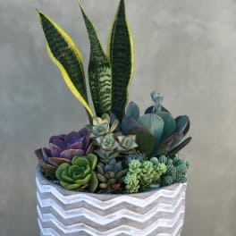 Mixed succulents in a white zigzag planter with tall snake plant leaves