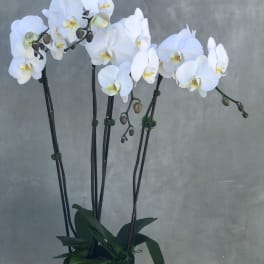 White orchids in a black pot against a gray background