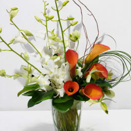 Sunset Orchid calla Elegance