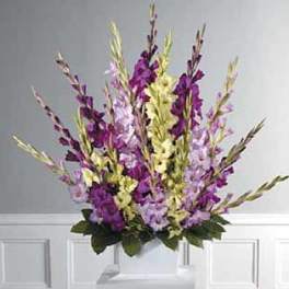 SF44-21 Gladiolus
